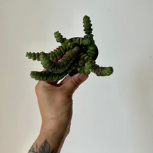 Load image into Gallery viewer, Jade Necklace (Crassula Marnieriana )2.5&quot; pot
