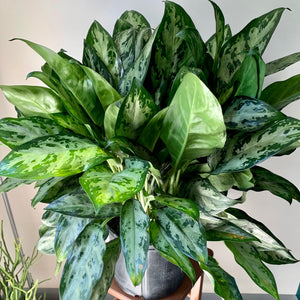 Aglaonema “Mystic Marble” 10” pot