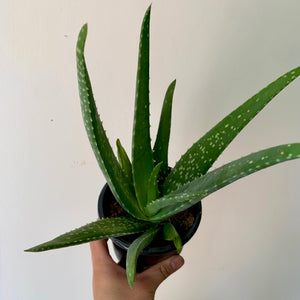 Aloe Vera 3.5” pot