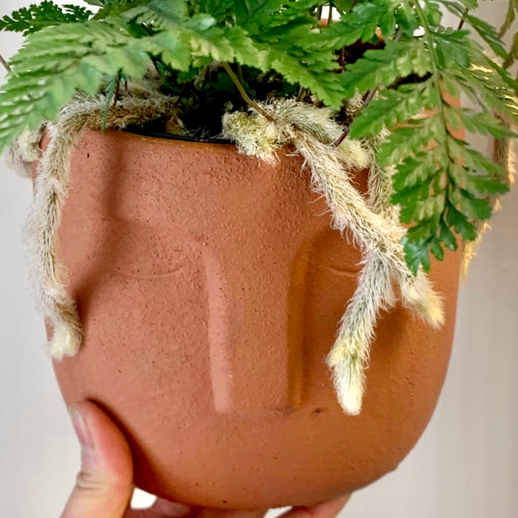 LEO Concrete Face Planter TERRA COTTA 5