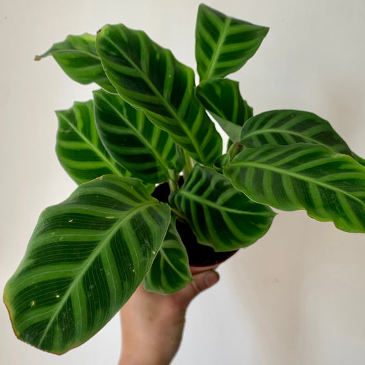 Calathea “Zebrina” 3.5”pot