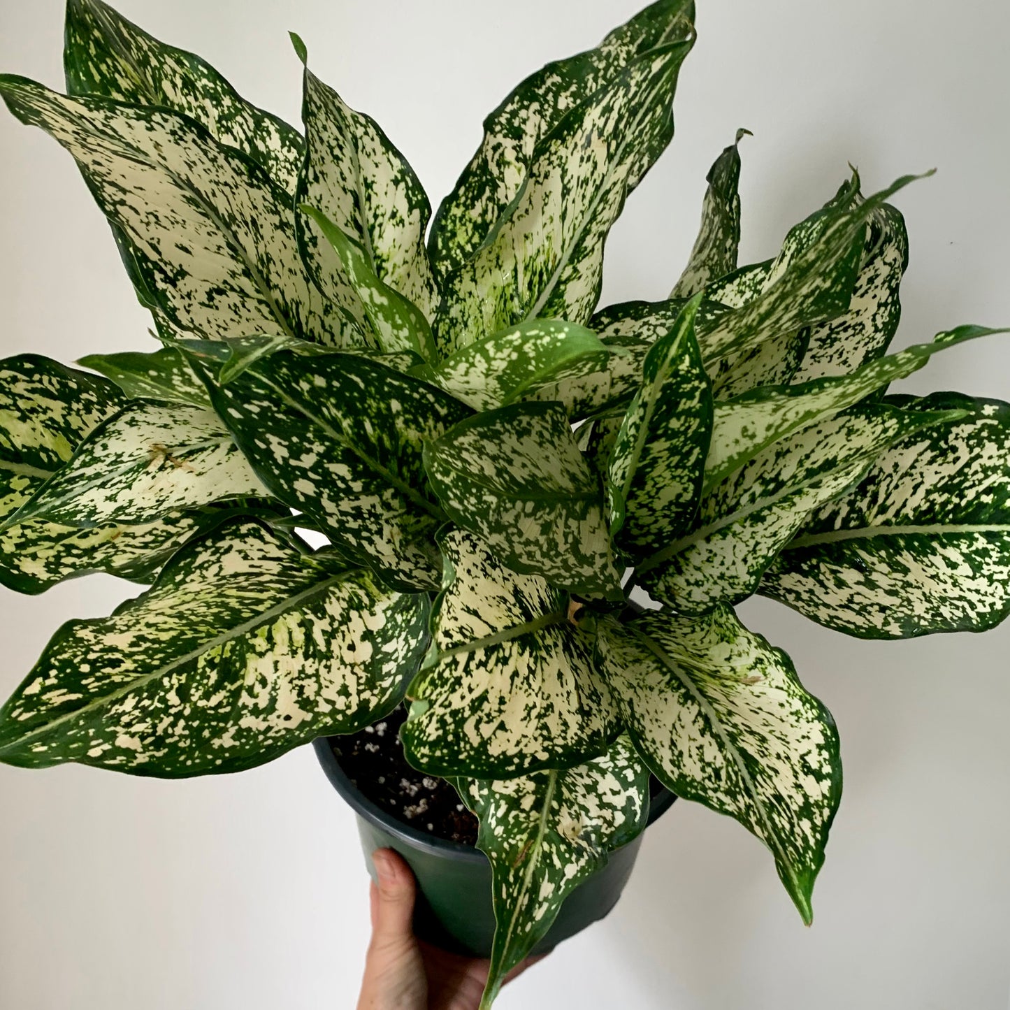 Aglaonema "Spring Snow" in 6”pot