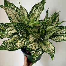 Load image into Gallery viewer, Aglaonema &quot;Spring Snow&quot; approximately 20 inches tall in 8&quot; pot
