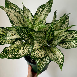 Aglaonema "Spring Snow" approximately 20 inches tall in 8" pot