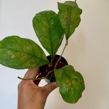 Load image into Gallery viewer, Hoya DeykeaeX 3&quot; pot
