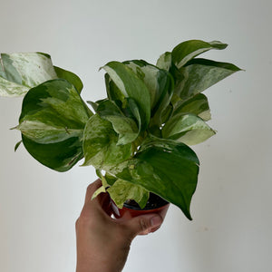 Pothos "Manjula" 3.5”pot