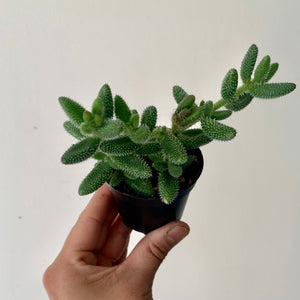 Pickle Plant (Delosperma Echinatum) 2.5"pot