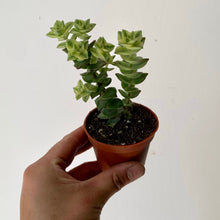 Load image into Gallery viewer, String of Buttons Variegated (crassula perforata) 2.5” pot
