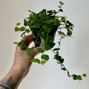 Creeping Fig (Ficus Repens) 3.5” pot