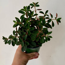 Load image into Gallery viewer, Peperomia Verticillata “Red Log” 3.5”pot
