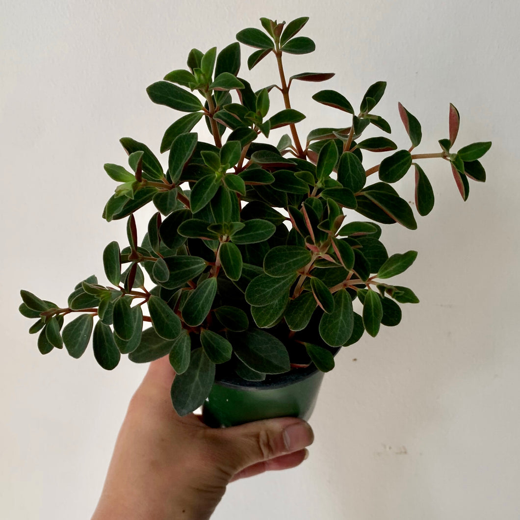 Peperomia Verticillata “Red Log” 3.5”pot