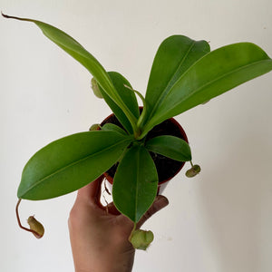 Pitcher Plant (Nepenthes), 3.25" Pot