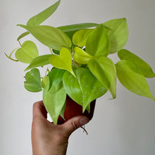 Load image into Gallery viewer, Philodendron “Lemon Lime” 4” pot
