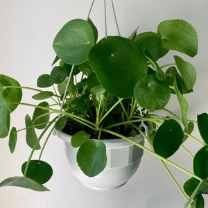 Chinese Money Plant (Pilea Peperomioides) 10” hanging basket