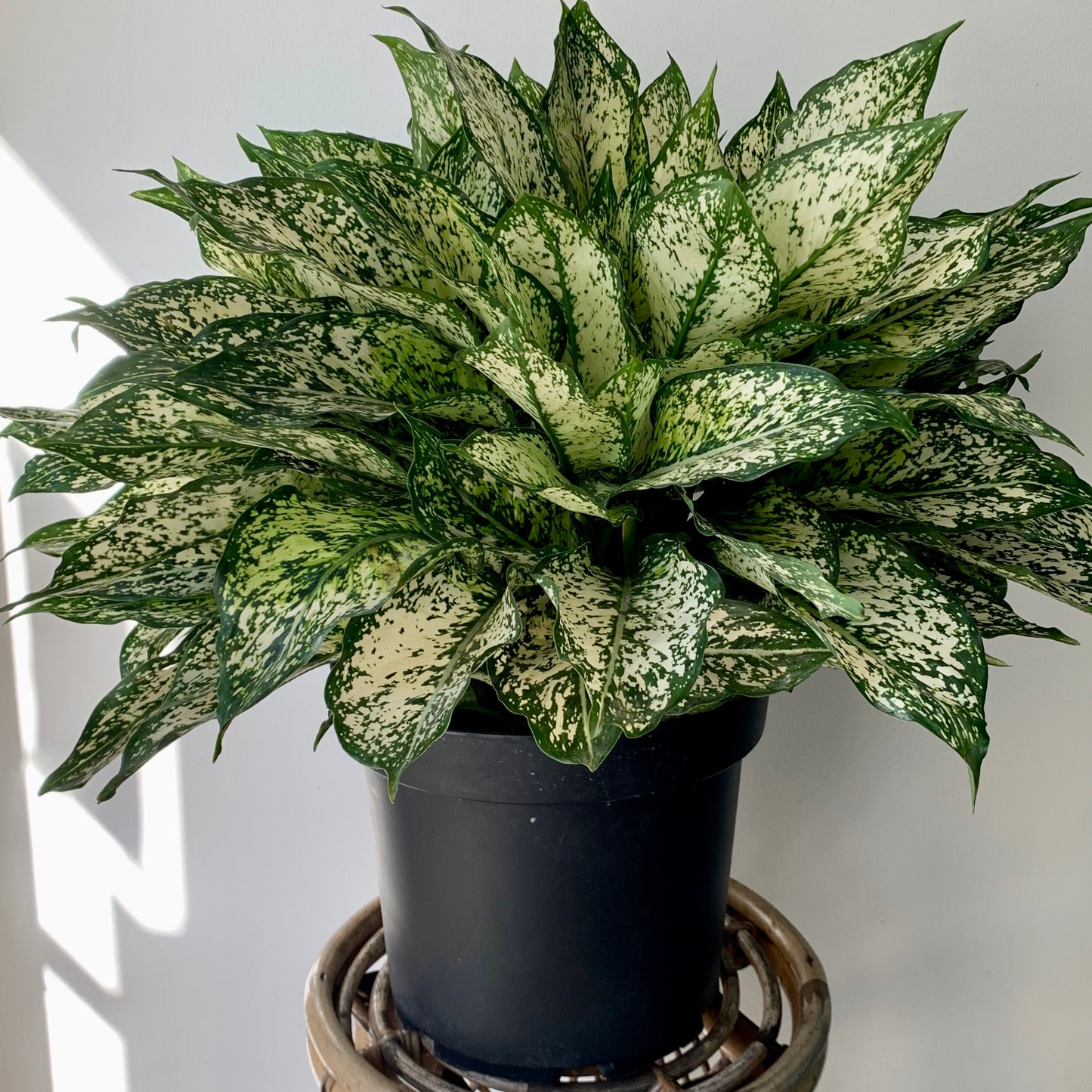 Aglaonema "Spring Snow" 10" pot