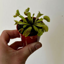 Load image into Gallery viewer, Venus Fly Trap 2”pot
