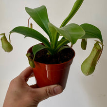 Load image into Gallery viewer, Pitcher Plant (Nepenthes), 3.25&quot; Pot
