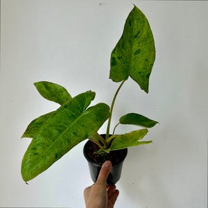 Philodendron "Paraiso Verde" 4"pot