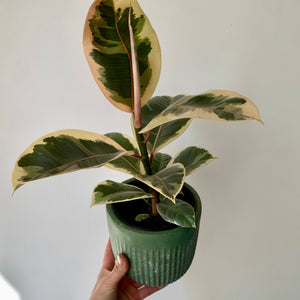 Ficus Elastica "Tineke"  5” pot
