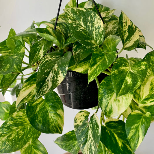 Golden Pothos 8” Hanging Basket