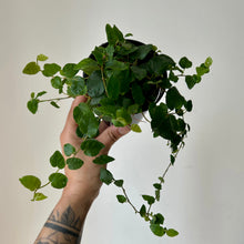 Load image into Gallery viewer, Creeping Fig (Ficus Repens) 3.5” pot
