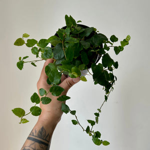 Creeping Fig (Ficus Repens) 3.5” pot