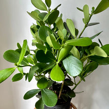 Load image into Gallery viewer, Autograph Tree (Clusia Rosea) approximately 3ft tall in 10&quot; pot
