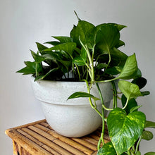 Load image into Gallery viewer, TALIA modern Shallow Planter 10”X7”
