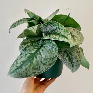 Scindapsus Exotica 6” hanging basket