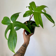 Load image into Gallery viewer, Philodendron Pedatum Red Stem  “Florida Beauty” 5&quot;pot
