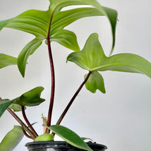 Load image into Gallery viewer, Philodendron Pedatum Red Stem  “Florida Beauty” 5&quot;pot
