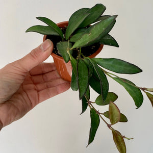 Hoya Rosita 3”pot