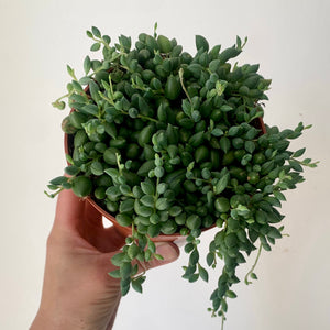 String of Tears Succulent 5" pot