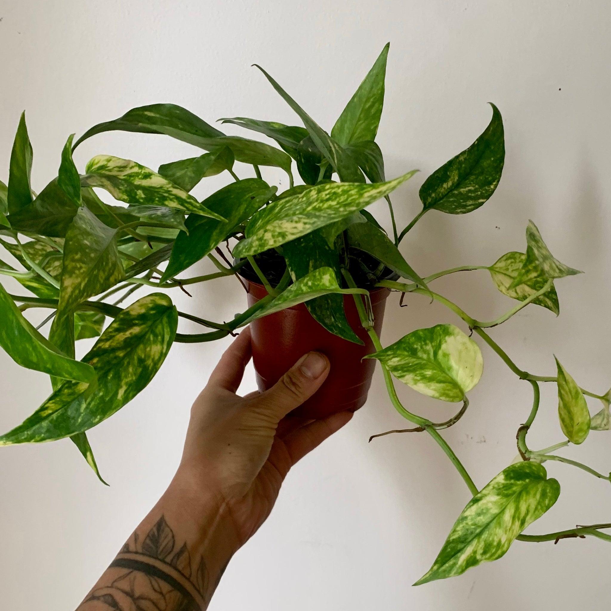 Epipremnum pinnatum aurea-variegata on coir totem approximately 2Ft ta –  House of Plants