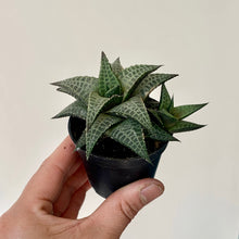 Load image into Gallery viewer, Haworthia &quot;Venosa&quot; 2.5” pot
