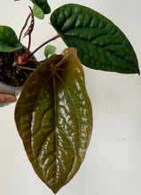 Load image into Gallery viewer, Anthurium Luxurians X Radicans (Hybrid) 6&quot; pot
