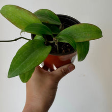 Load image into Gallery viewer, Hoya Merrillii Long Leaf 4”pot
