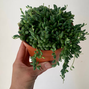 String of Tears Succulent 5" pot