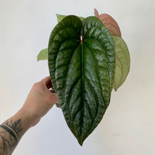 Load image into Gallery viewer, Anthurium Luxurians X Radicans (Hybrid) 6&quot; pot
