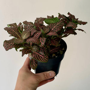 Nerve Plant (Fittonia) 4"pot PINK
