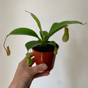 Pitcher Plant (Nepenthes), 3.25" Pot