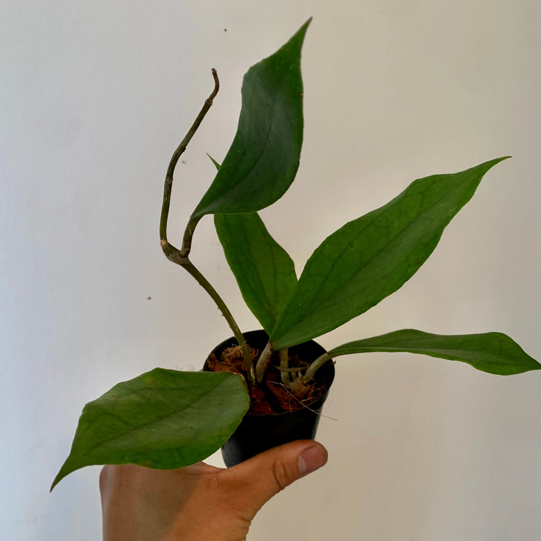 Hoya “Jennifer” (Incrassata x Finlaysonii) 3” pot