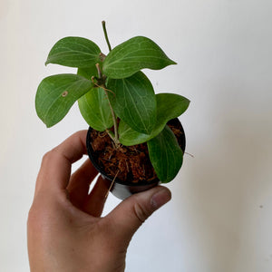 Hoya Fitchii 2.75" pot