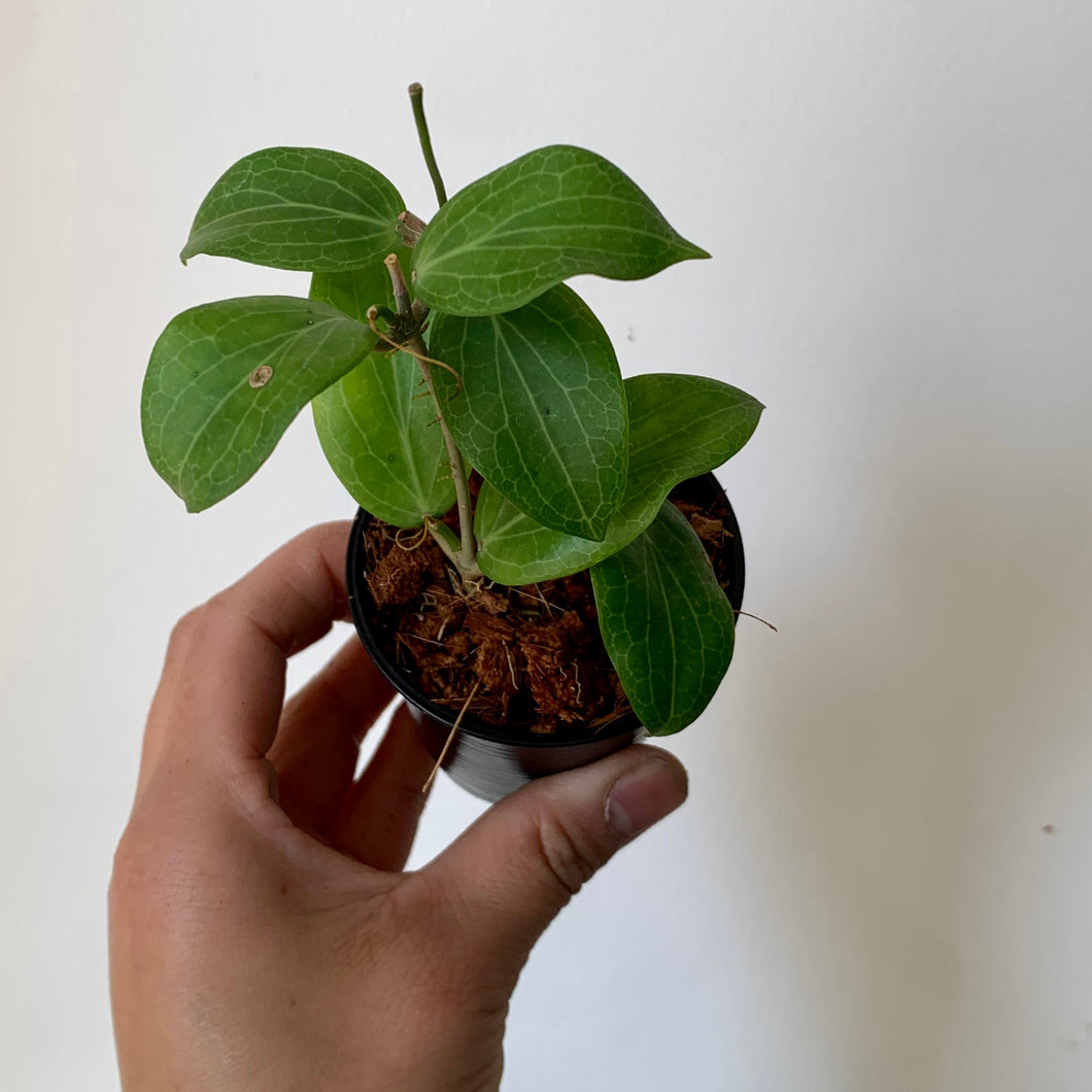 Hoya Fitchii 2.75