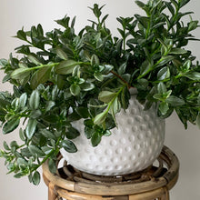 Load image into Gallery viewer, ANNORA DOT DESIGN Planter WHITE  (3 sizes available)
