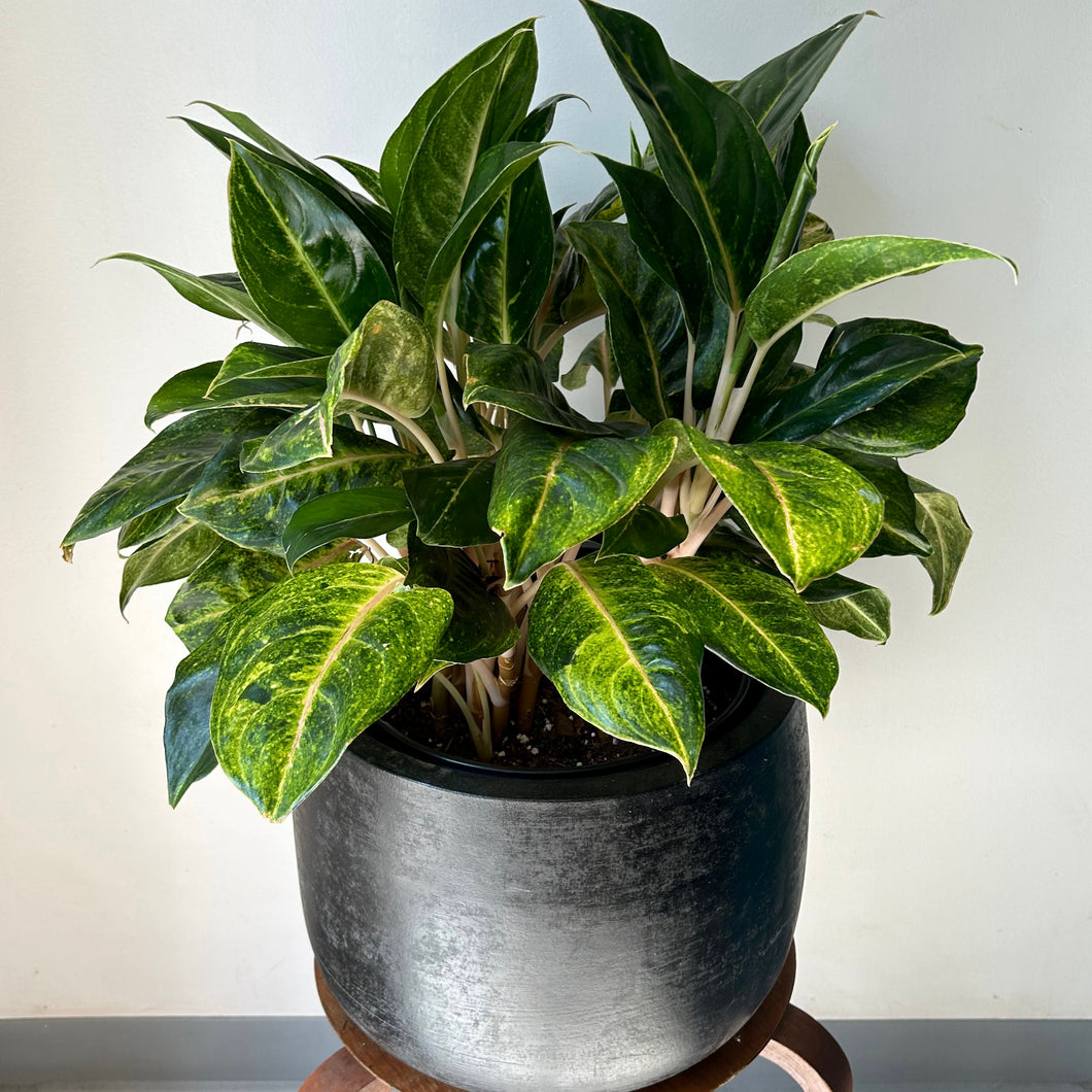 Aglaonema 