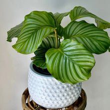 Load image into Gallery viewer, ANNORA DOT DESIGN Planter WHITE  (3 sizes available)
