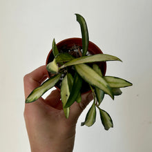 Load image into Gallery viewer, Hoya Wayetii Variegata 2.75”pot
