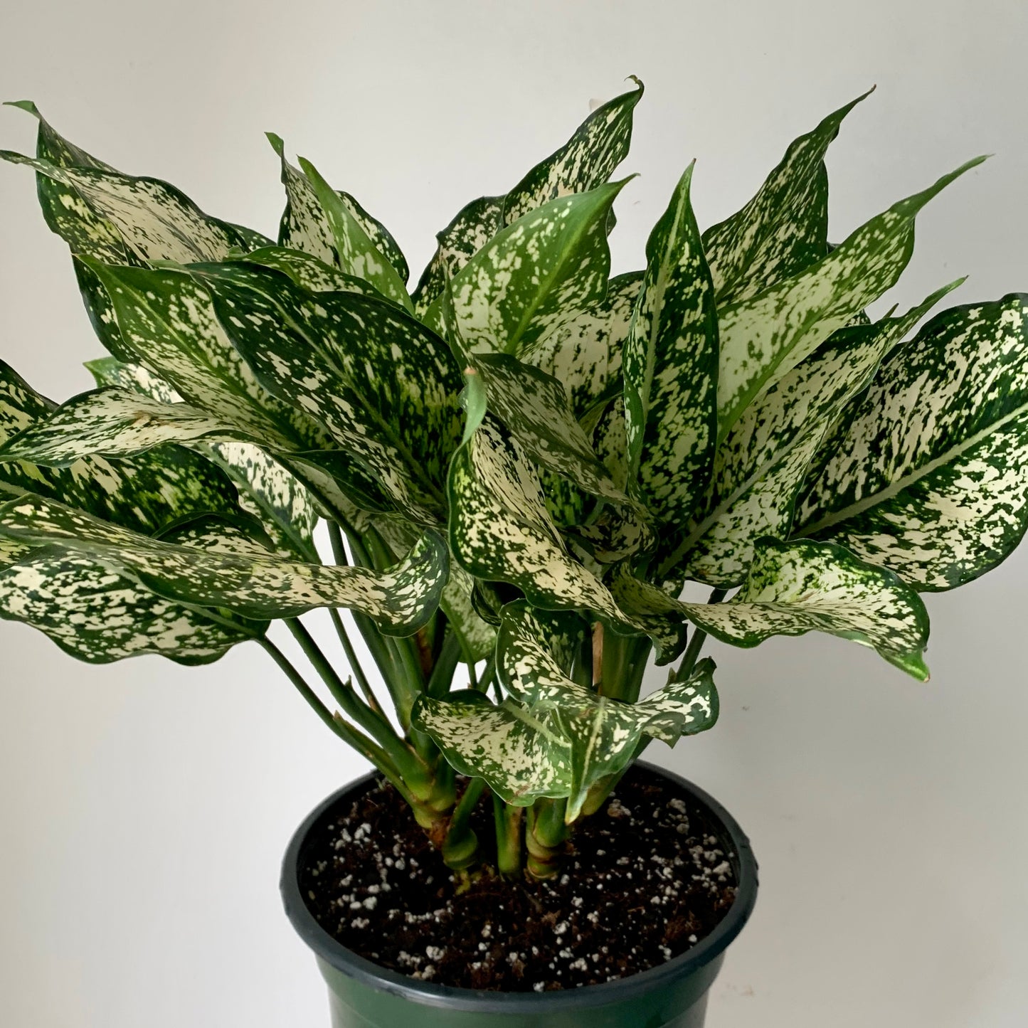 Aglaonema "Spring Snow" in 6”pot