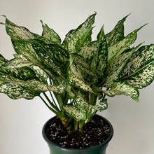 Load image into Gallery viewer, Aglaonema &quot;Spring Snow&quot; approximately 20 inches tall in 8&quot; pot
